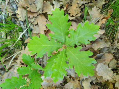 Yerdeki kuru yapraklar üzerinde altı yapraklı genç meşe ağacı bitkisi.