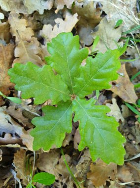 Beş yapraklı genç meşe ağacı zemindeki ölü yapraklar hakkında detay verir.