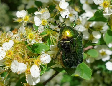 Yaz mevsiminde, bahçedeki polenleme bitkilerinde bitki üzerinde makro Avrupa gül samanı (Cetonia aurata) ya da yeşil gül chafer böceği