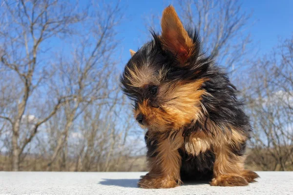 Fechar Bebê Brincalhão Yorkshire Terrier Cachorro Fora Retrato Frontal Detalhe — Fotografia de Stock