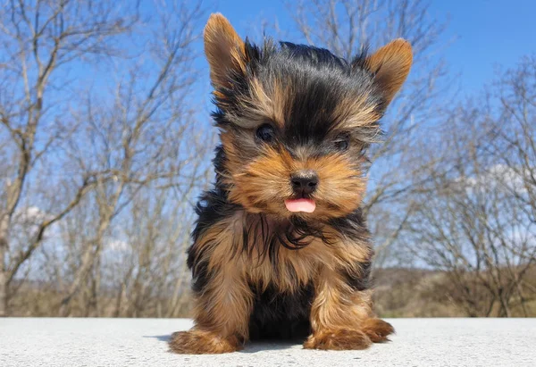 Fechar Bebê Brincalhão Yorkshire Terrier Cachorro Fora Retrato Frontal Detalhe — Fotografia de Stock