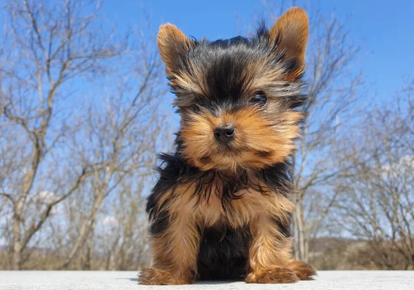 Närbild Lekfull Baby Yorkshire Terrier Valp Utanför Front Porträtt Och — Stockfoto