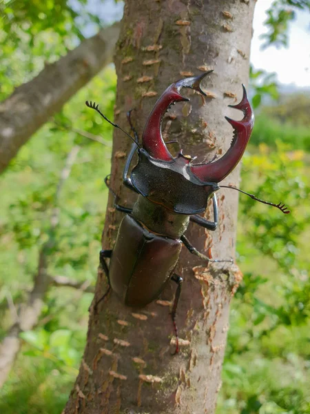 Крупный План Крупного Самца Европейского Жука Оленя Lucanus Cervus Ветке — стоковое фото