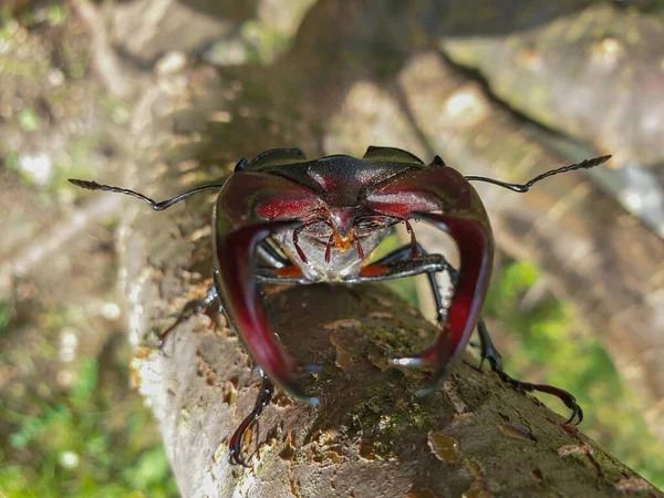 Close Large Male European Stag Beetle Lucanus Cervus Insect Head — Stock Photo, Image