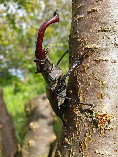 Вид Сбоку Крупным Планом Крупного Самца Европейского Жука Оленя Lucanus — стоковое фото