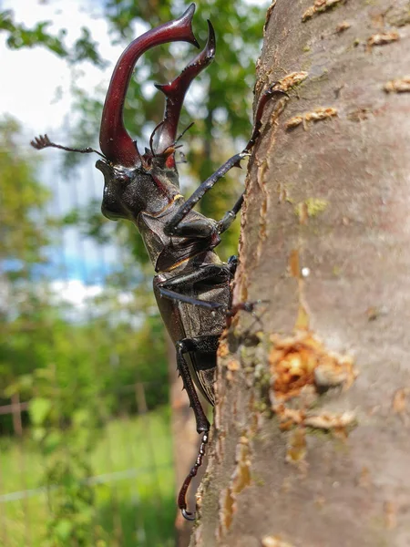 Вид Сбоку Крупным Планом Крупного Самца Европейского Жука Оленя Lucanus — стоковое фото