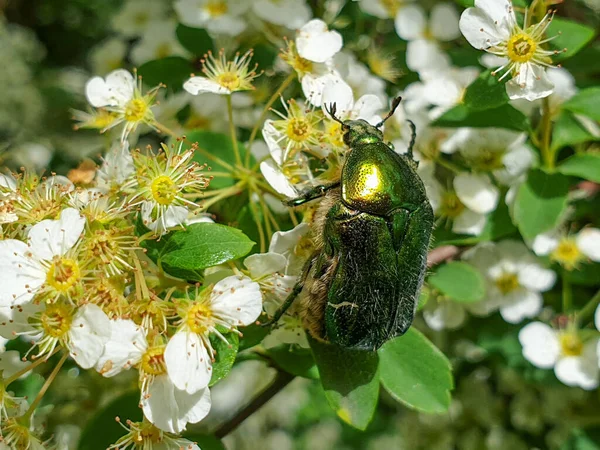 Primer Plano Rosal Europea Cetonia Aurata Rosal Verde Planta Jardín — Foto de Stock