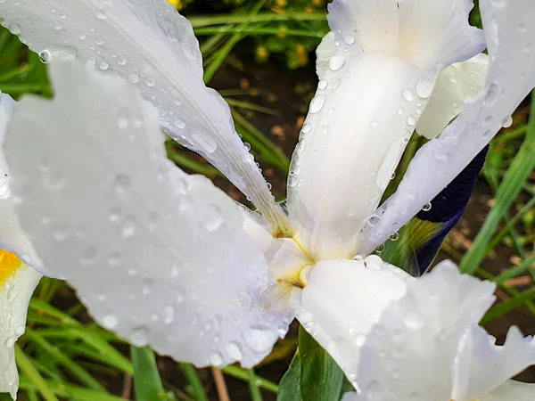 Flor Íris Branca Com Gotas Chuva Detalhe Jardim Iris Hollandica — Fotografia de Stock