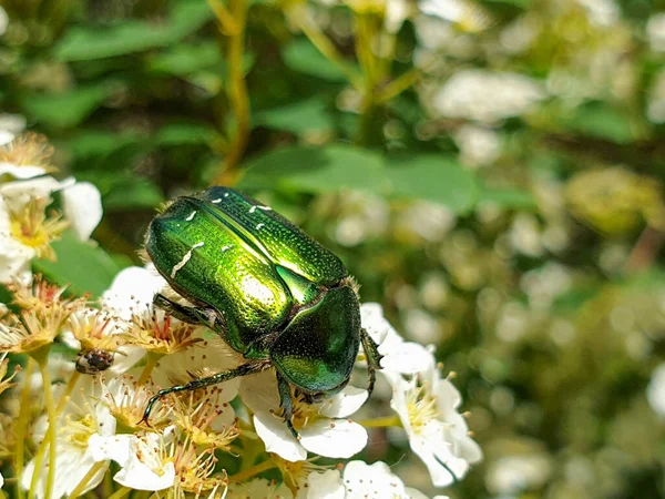 Brillantes Colores Metálicos Verdes Dorados Rosal Europea Cetonia Aurata Insecto Imagen de archivo