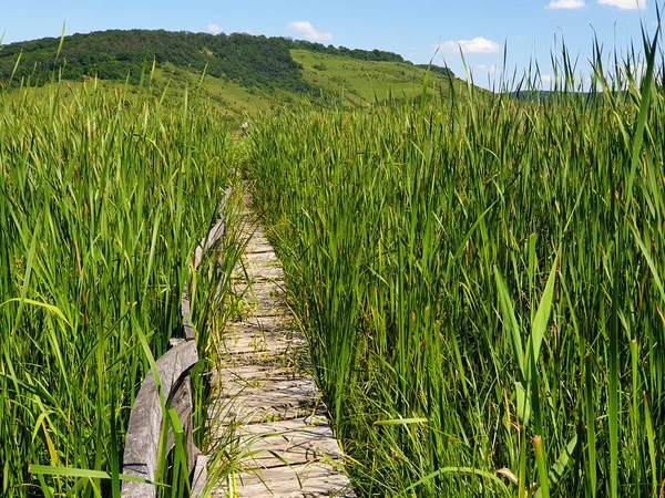 Empty straight line of wooden pathway in reed field at Stufarisurile de la Sic natural reserve, Romania. No people on path made of wood, through dense reed field, in protected natural area
