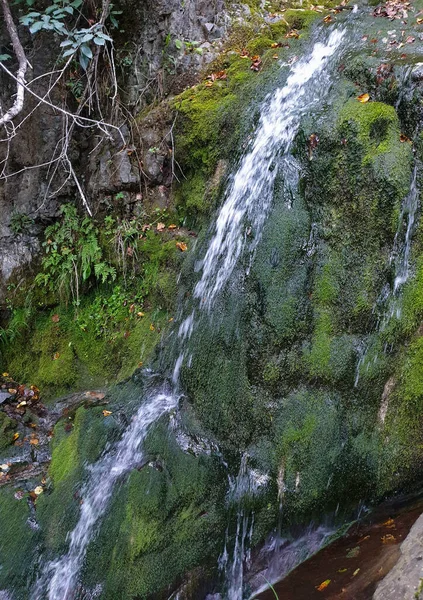 チリボルゼスティは自然の川のエリアを峡谷化します ルーマニアのトランシルヴァニア州クルジュ郡の鬱蒼とした森の中の小さな川の上の滝 渓流の淡水と緑の苔 — ストック写真