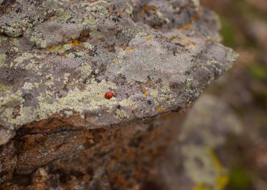 Taşın üzerindeki güzel yosun.