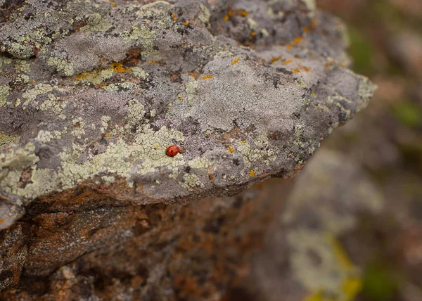 Taşın üzerindeki güzel yosun.