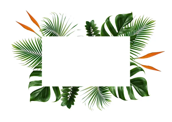 Tropische Bladeren Frame Geïsoleerd Witte Achtergrond — Stockfoto