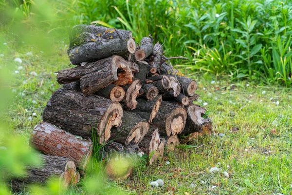 Sawed Firewood Old Tree Stacked Backyard Cut Grass — Stock Photo, Image