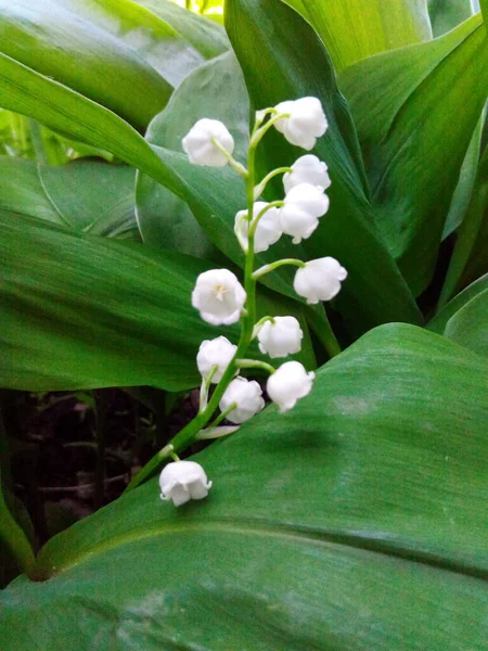 山谷中盛开的百合花的白色铃铛 — 图库照片