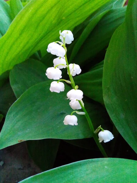 山谷中盛开的百合花的白色铃铛 — 图库照片
