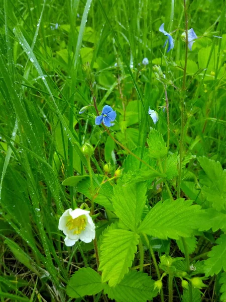 Blaue Helle Blume Auf Einer Lichtung Garten — Stockfoto