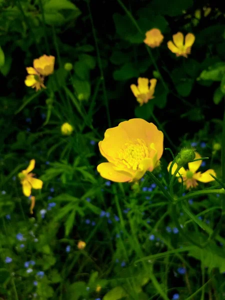 Fiori Gialli Ninfee Prato Giardino — Foto Stock