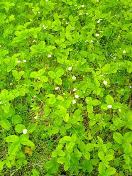 开了花的草莓园 开了白花 — 图库照片