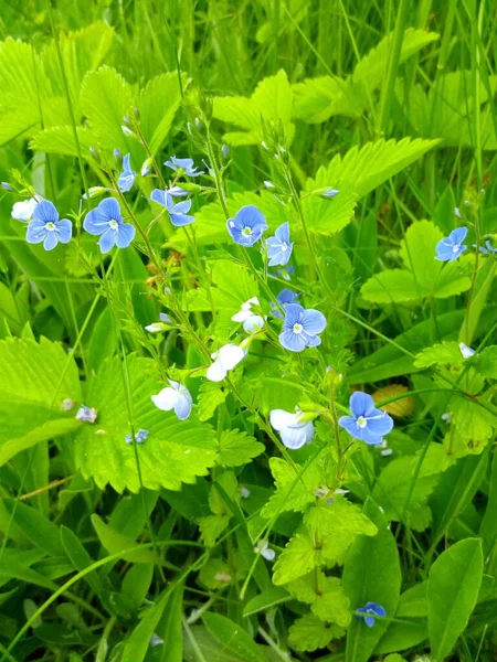 Niebieskie Kwiaty Polanie Truskawek Ogrodzie Letni Park — Zdjęcie stockowe