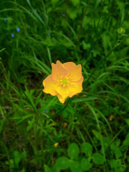 Gul Lilja Blomma Grön Skuggig Äng — Stockfoto