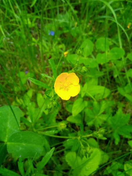 Fleur Jaune Chrysanthème Lis Révélée Lumière Soleil Dans Une Clairière — Photo