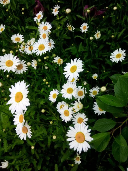 見事な黄昏の草原のカモミールの花 — ストック写真