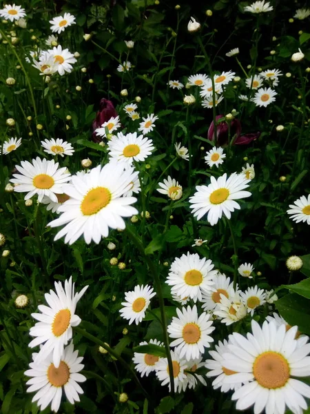 Kamomill Blommor Fantastisk Skymning Äng — Stockfoto