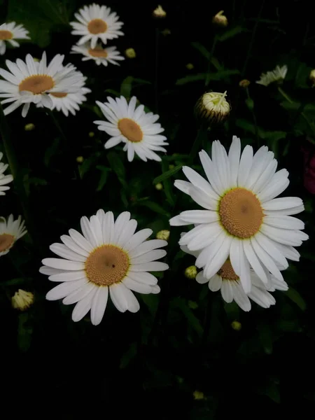 Muhteşem Bir Alacakaranlık Çayırında Papatya Çiçekleri — Stok fotoğraf