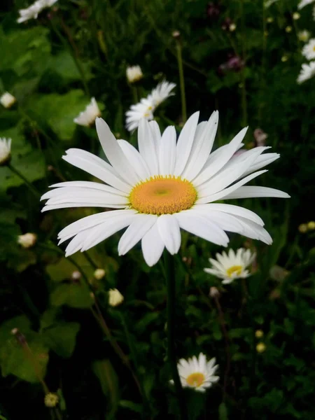 Blühende Gänseblümchen Auf Einer Schattigen Gartenwiese Nach Regen — Stockfoto