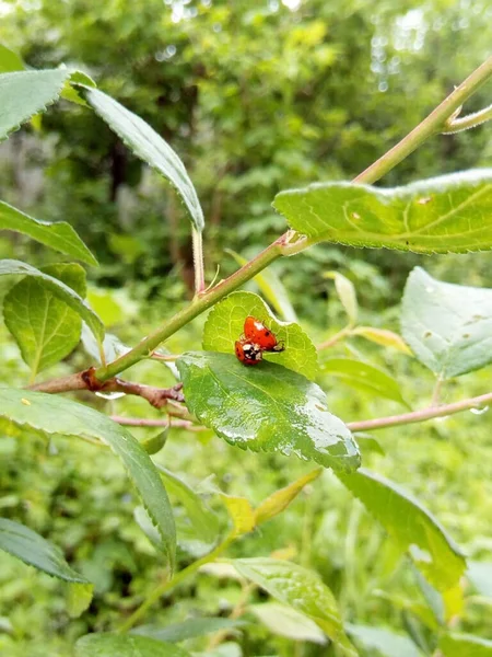 Yağmurdaki Uğur Böcekleri Yeşil Yapraklarla Akrobasi Yapar — Stok fotoğraf