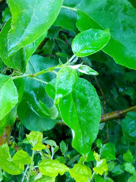 Κλαδί Μηλιάς Πράσινα Φύλλα Μετά Βροχή — Φωτογραφία Αρχείου