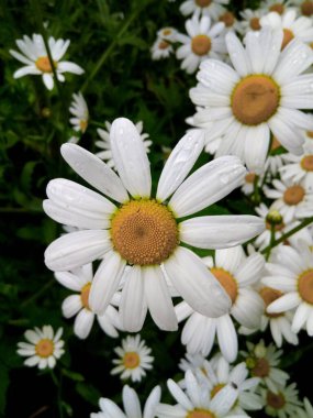Gölgeli bir parkın çayırında açan papatya
