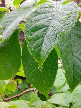 Yeşil kiraz yaprakları ve yağmur sonrası çiğ damlaları