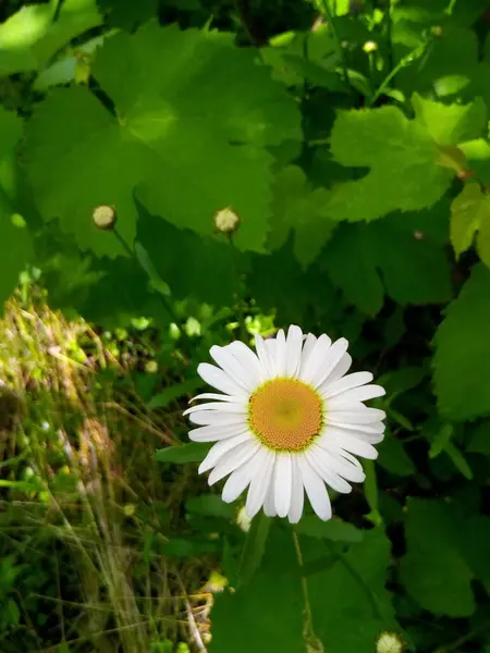 Marguerites Fleuries Dans Parc Été — Photo