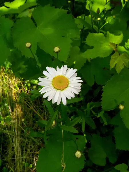 Kwitnące Stokrotki Letnim Parku — Zdjęcie stockowe