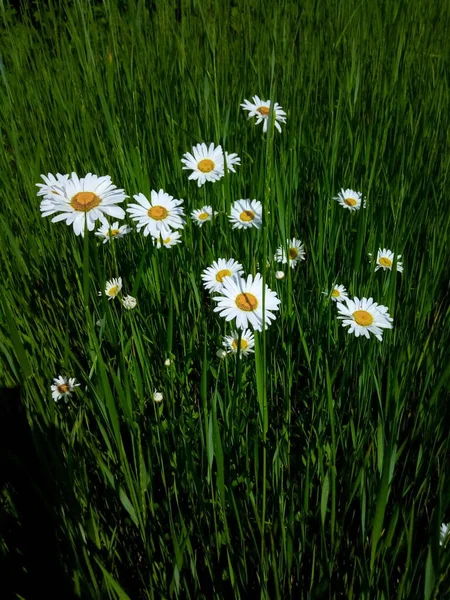 Blommande Prästkragar Sommarpark — Stockfoto