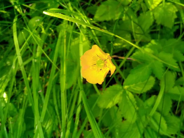 Blooming Yellow Water Lily Lilies Green Glade Summer Park — Stock Photo, Image