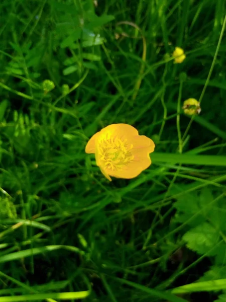 Ανθισμένα Κίτρινα Νούφαρα Κρίνα Ένα Πράσινο Ξέφωτο Θερινού Πάρκου — Φωτογραφία Αρχείου