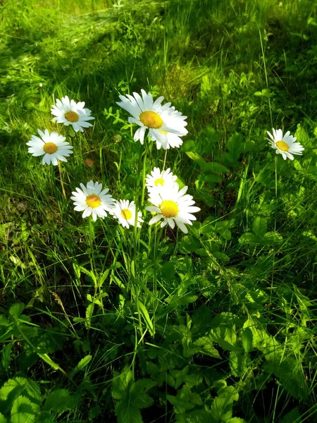 Bloeiende Madeliefjes Het Groene Grasveld Van Een Zomerpark — Stockfoto