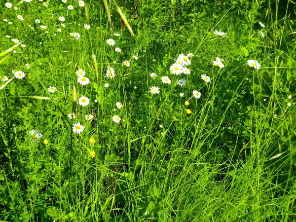 Blühende Gänseblümchen Auf Dem Grünen Rasen Eines Sommerparks — Stockfoto