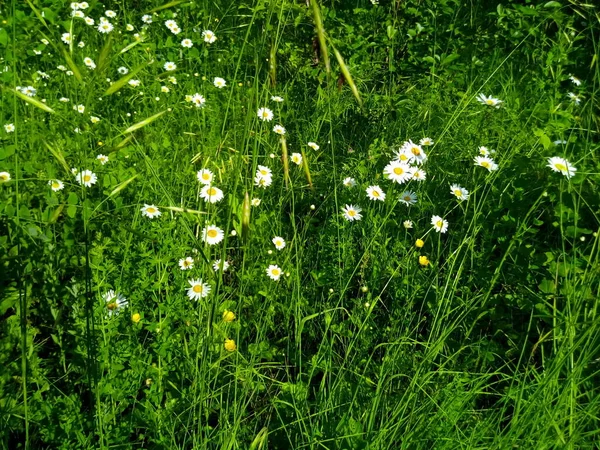 Blooming Daisies Green Lawn Summer Park Stock Photo