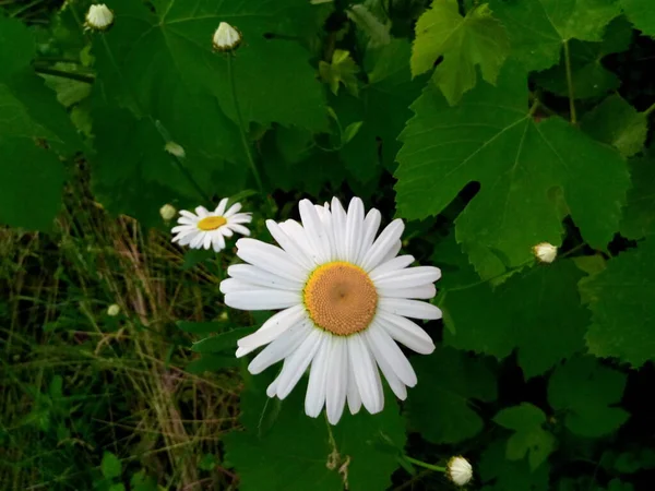 夏の公園の緑の芝生にデイジーを咲かせ — ストック写真