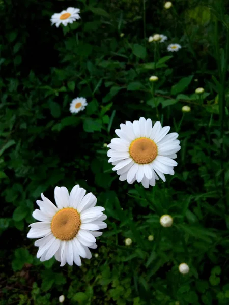 Blommande Prästkragar Den Gröna Gräsmattan Sommarpark — Stockfoto