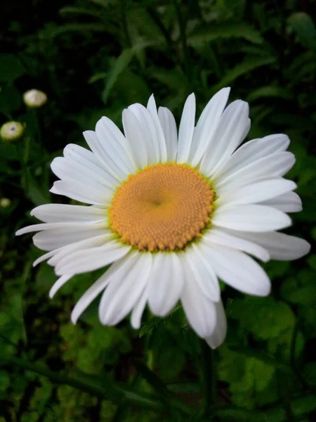 Blommande Prästkragar Arg Gräsmatta Sommarpark — Stockfoto