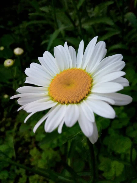 Blommande Prästkragar Arg Gräsmatta Sommarpark — Stockfoto