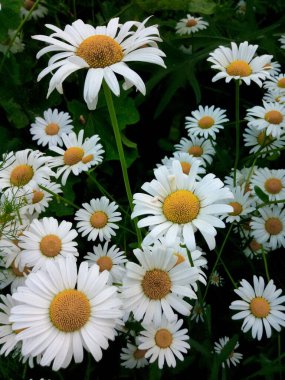 Bahçe parkının gölgeli çayırında çiçek açan papatyalar.