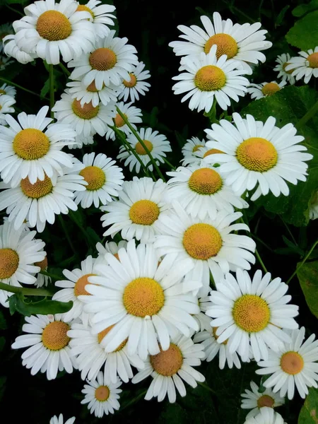 Blühende Gänseblümchen Auf Der Schattigen Wiese Eines Gartenparks — Stockfoto