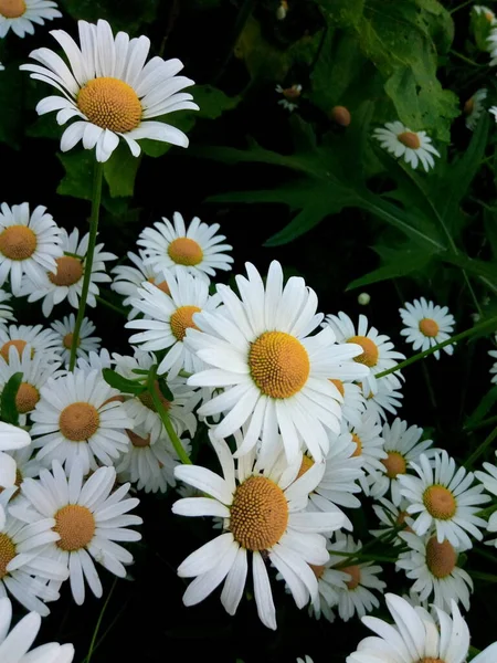 庭の公園の日陰の草地にデイジーを咲かせ — ストック写真